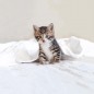 Duvet set BIRBA For Super King Size Bassetti Duvet set BIRBA For Super King Size Bassetti