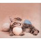 Bettbezug Set Bettwäsche BIZET Katze Imagine Bassetti